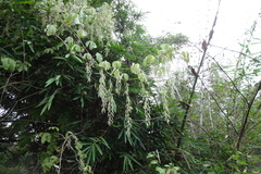 Dioscorea tomentosa